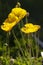 Beautiful photograph of a yellow Icelandic Poppy flowers.