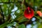 Beautiful photography of fleshy red petal flower against bokeh background. nature and autumn concept