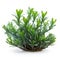 Beautiful and photorealistic plant isolated on white background. Close-up view. Bush, garden element. Generative AI.