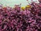 Beautiful picture of alternanthera plant. Purple colored leaves of the plant and lakeside