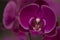 Beautiful picture of an amazing fuchsia flower named Phalaenopsis Orchid. Close-up photography. Macro Lens.