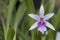 Beautiful picture of an amazing nearly white purple flower named