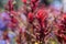 Beautiful picture of Australian native plant red Kangaroo paws blooming flowers in the winter