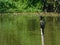 A Beautiful Picture of a black egret bird over a lake