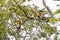 Beautiful picture of brown monkeys on a branch in Sepilok Park, Borneo Island