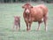 Beautiful picture of cow of great beauty and size