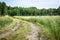 Beautiful picture of a curvy forest road