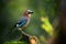 Beautiful picture the Eurasian jay Garrulus glandarius. A bird sits in a deep forest on a stump.