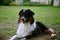 Beautiful picture of a fluffy Australian Shepherd sitting in the park