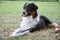 Beautiful picture of a fluffy Australian Shepherd sitting in the park