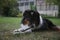 Beautiful picture of a fluffy Australian Shepherd sitting in the park