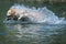 Beautiful picture of golden retriever dog runs free jumping and diving into the water and making many sketches