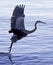 Beautiful picture with a great blue heron in flight