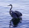 Beautiful picture with a great blue heron standing in the water