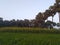 Beautiful picture of and green harvest and wheat crop and mustrad crop and plam tree
