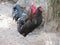 Beautiful picture of hens to lay eggs black walking