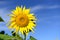 Beautiful picture. Large sunflower background, for free writing.