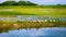 A beautiful picture of the nature landscape of Bengal. Rows and rows of ducks in the blue water in the middle of the green