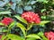 Beautiful picture of nature. Lovely red flowers of ixora plant.