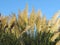 Beautiful picture of the pampas grass of great size and nice color