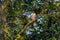 beautiful picture of red headed merlin of red necked falcon