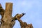 beautiful picture of red headed merlin of red necked falcon