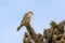 beautiful picture of red headed merlin of red necked falcon