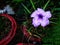 Beautiful picture of Ruellia simplex flower