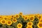 Beautiful picture of sunflowers and soaking up the sun in the field