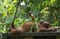 Beautiful picture of a tired orangutan laying on a wooden board and eating an apple