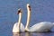 Beautiful Picture of two white swans in love swiming on the lake in the spring sunny day before nesting. White swan is symbol of