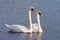 Beautiful Picture of two white swans in love swiming on the lake in the spring sunny day before nesting. White swan is symbol of