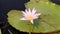 A Beautiful Picture of Water Lily Flower