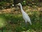 A Beautiful Picture of a white egret bird.