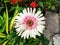 Beautiful picture of white flower of Barberton daisy plant