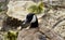 Beautiful picture of a young family of Canada geese