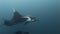 Beautiful pictures manta rays birostris in ocean.