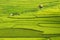 Beautiful and picturesque green rice paddy field with traditional little hut in Asia