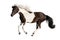 Beautiful piebald horse
