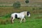 Beautiful piebald horse in Ireland