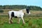 Beautiful piebald horse in Ireland