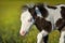 Beautiful piebald pony foal