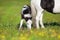 Beautiful piebald pony foal