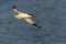 Beautiful Pied avocet   Recurvirostra avosetta in flight above the water.