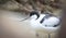 Beautiful pied avocet, Recurvirostra avosetta on the waters of the Bay of Cadiz