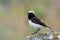 Beautiful Pied wheatear bird Oenanthe pleschanka sitting on a rock.