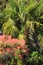 Beautiful Pieris \'Forest Flame\' in spring garden