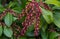 A beautiful Pieris Japonica bloom macro with flowering bell flowers