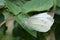 beautiful Pieris rapae resting on rose leaves