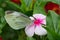 beautiful Pieris rapae resting on rose leaves